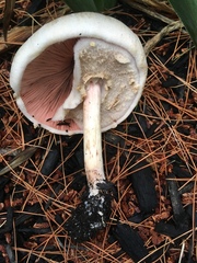 Agaricus