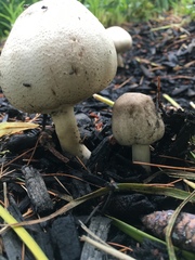 Agaricus