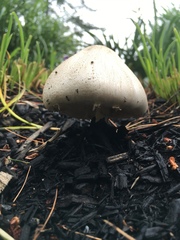 Agaricus