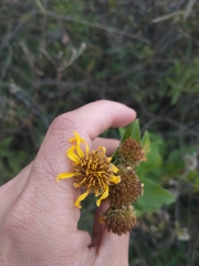 Verbesina subcordata