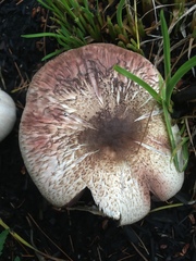 Agaricus