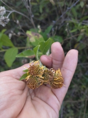 Verbesina subcordata