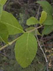 Verbesina subcordata