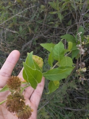 Verbesina subcordata