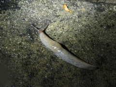 Deroceras reticulatum