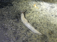 Deroceras reticulatum