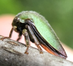 Hebetica sylviae