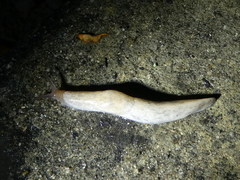 Deroceras reticulatum