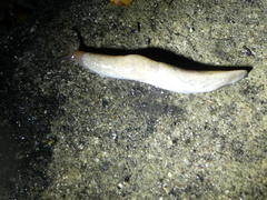 Deroceras reticulatum