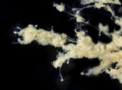 Clytia hemisphaerica