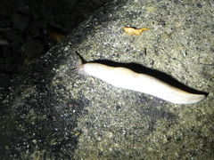 Deroceras reticulatum