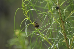 Leptinotarsa lineolata