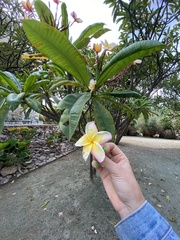 Plumeria rubra