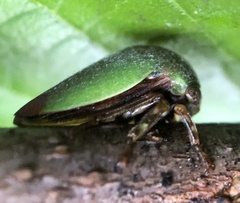 Hebetica sylviae