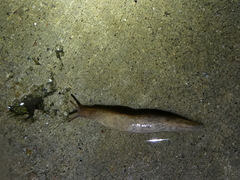 Deroceras reticulatum