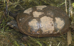 Kinosternon subrubrum subrubrum