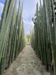 Lophocereus marginatus