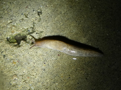 Deroceras reticulatum