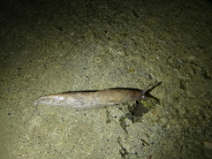 Deroceras reticulatum