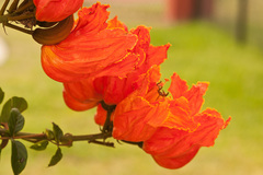 Spathodea campanulata