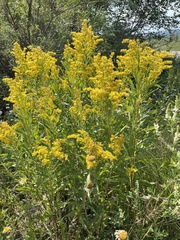 Solidago lepida salebrosa