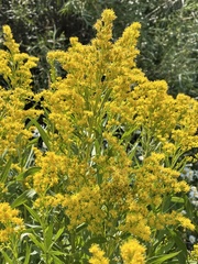Solidago lepida salebrosa