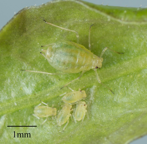 green peach aphid