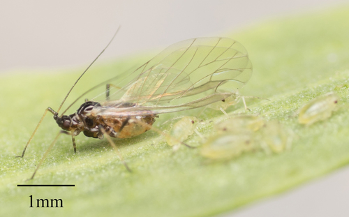 Green Peach Aphid photo 5
