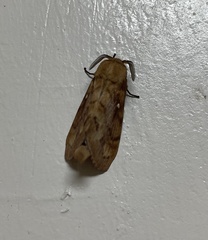 Dendrolimus superans