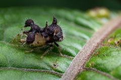 Cyphonia clavigera