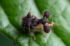 Cyphonia clavigera