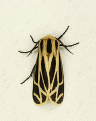 Apantesis carlotta