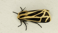 Apantesis carlotta