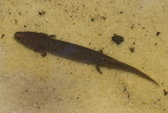 Necturus moleri