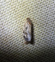 Phaecasiophora confixana