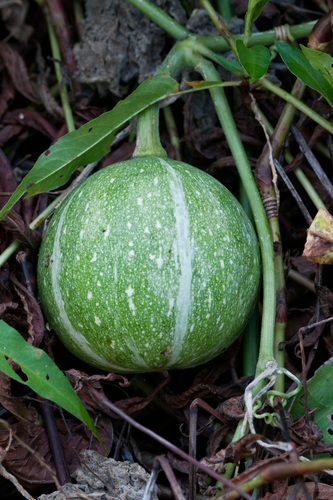 Cucurbita okeechobeensis ssp. okeechobeensis