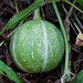 Okeechobee Gourd - Photo (c) Keith Bradley, some rights reserved (CC BY-NC), uploaded by Keith Bradley