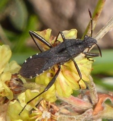Alydus conspersus