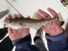 Gadus macrocephalus