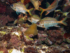 Neoniphon vexillarium