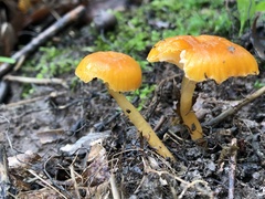 Hygrophorineae