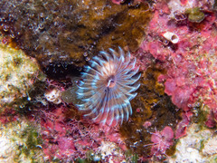 Bispira melanostigma