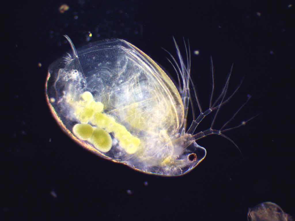 Simocephalus vetulus
