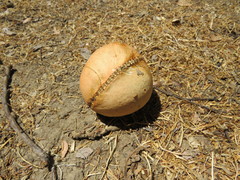 Andricus quercuscalifornicus