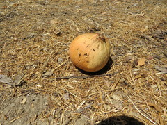 Andricus quercuscalifornicus