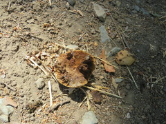 Andricus quercuscalifornicus