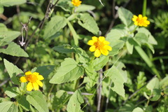 Heliopsis annua