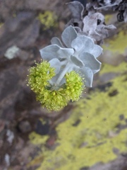 Eriogonum crocatum