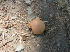 Andricus quercuscalifornicus