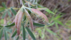 Dasineura lupinorum